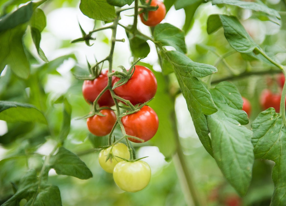 Photo of ripening tomatoes on a vine