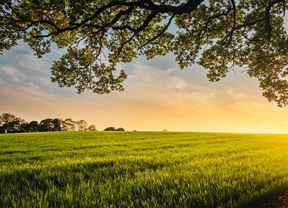The sun rises on an open field.