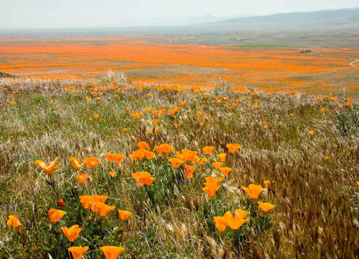 Poppy Field