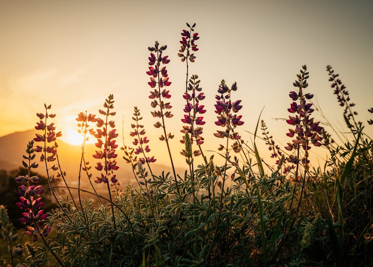 Field of wild flowers on Cal Poly campus 