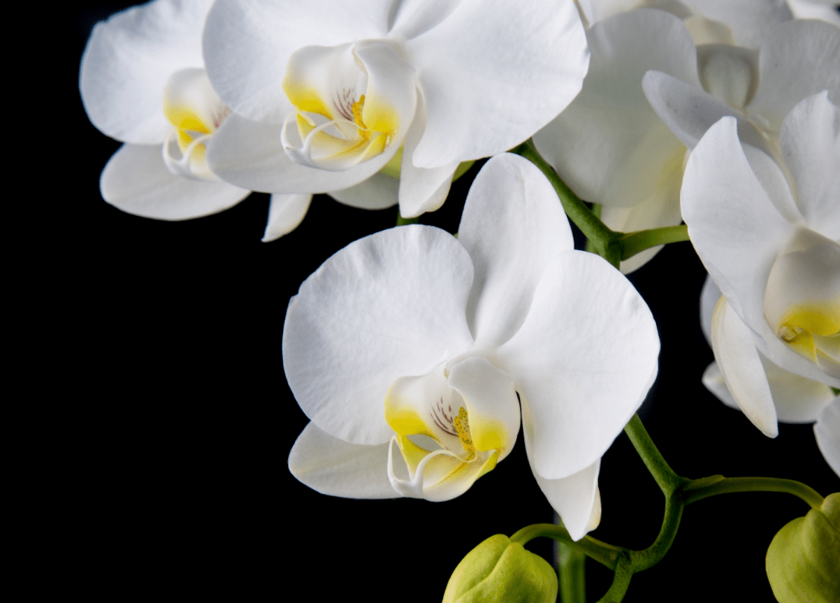 White orchids against a black background