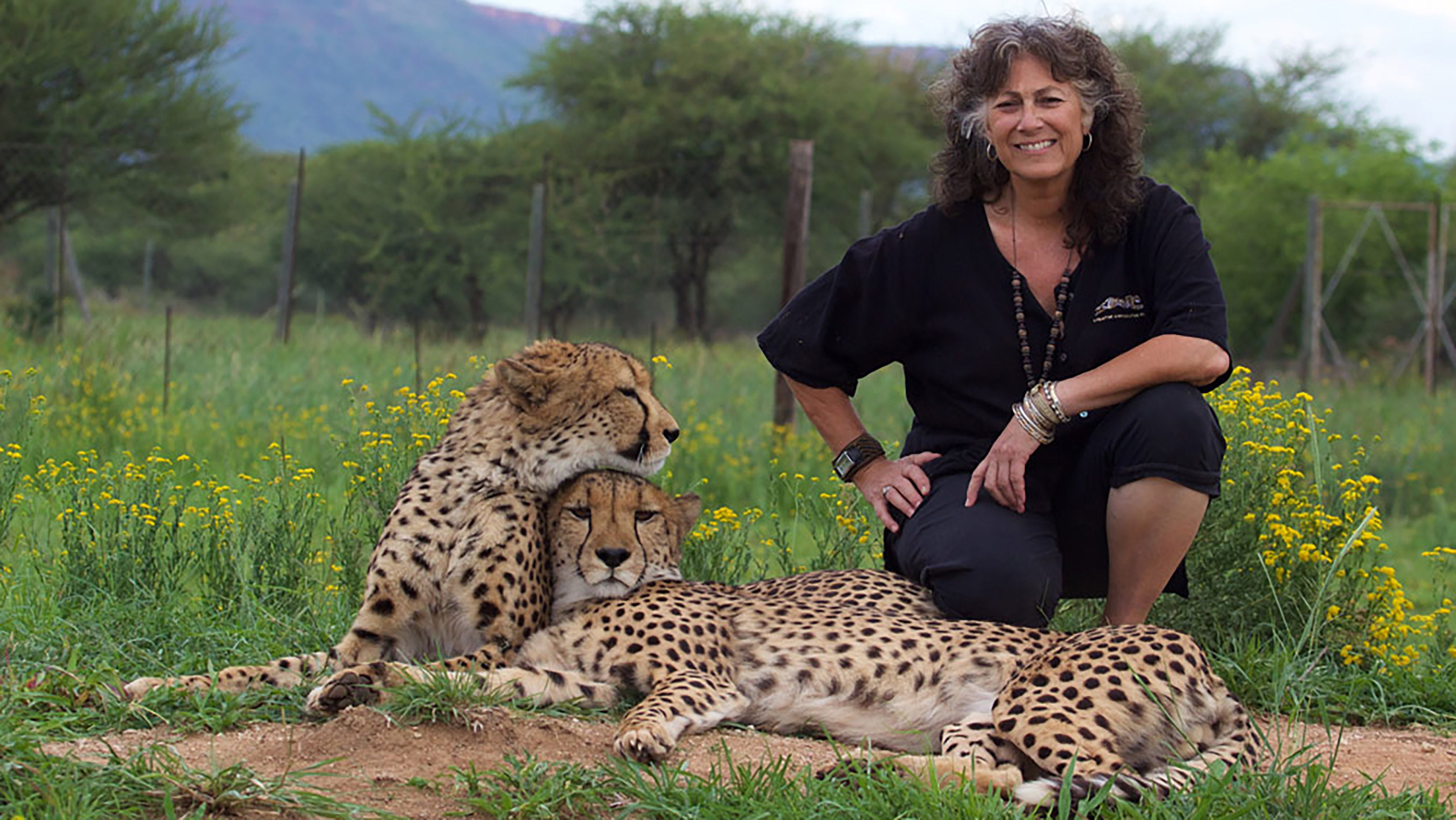 Laurie Marker sitting next to two cheetahs.
