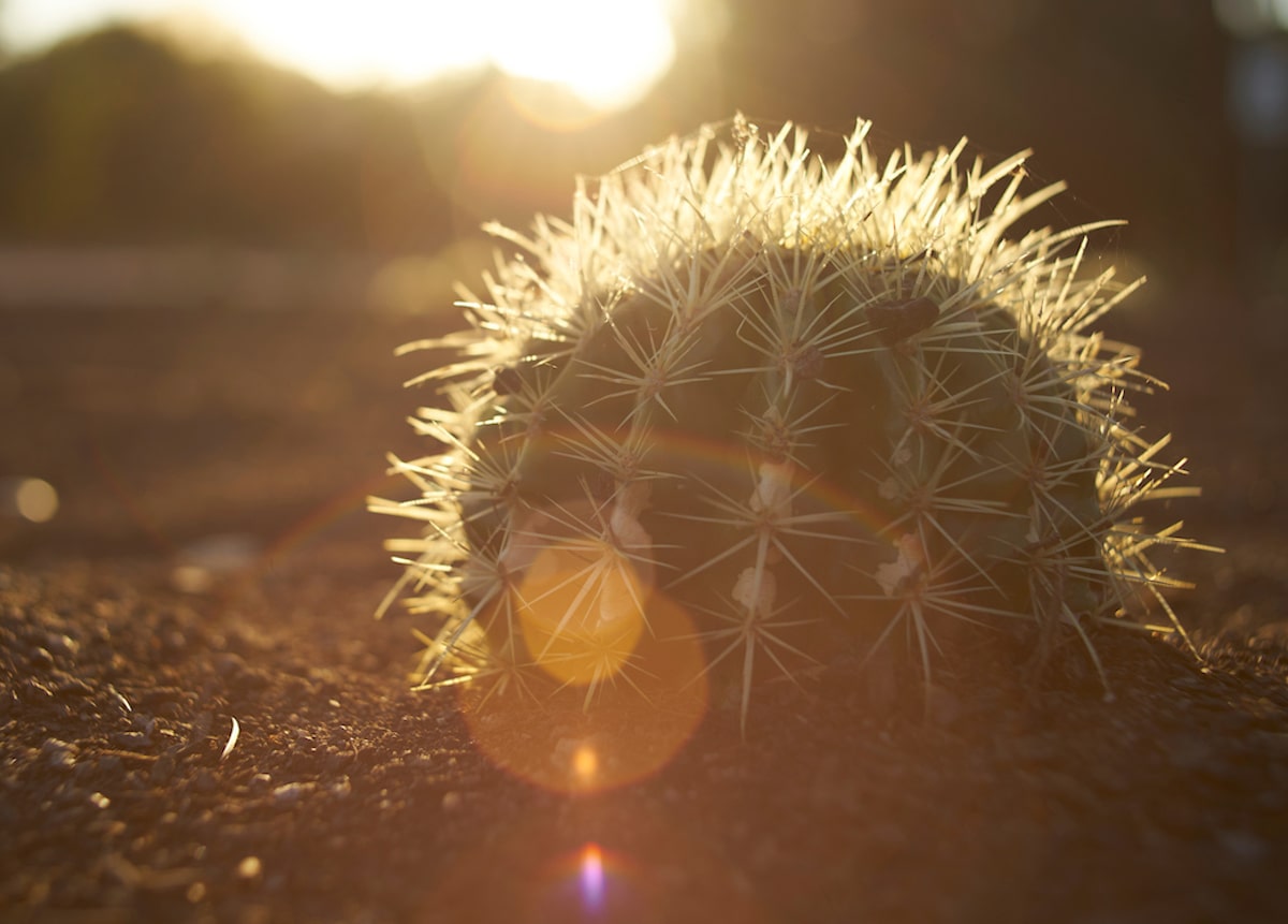 Cactus in the sunlight