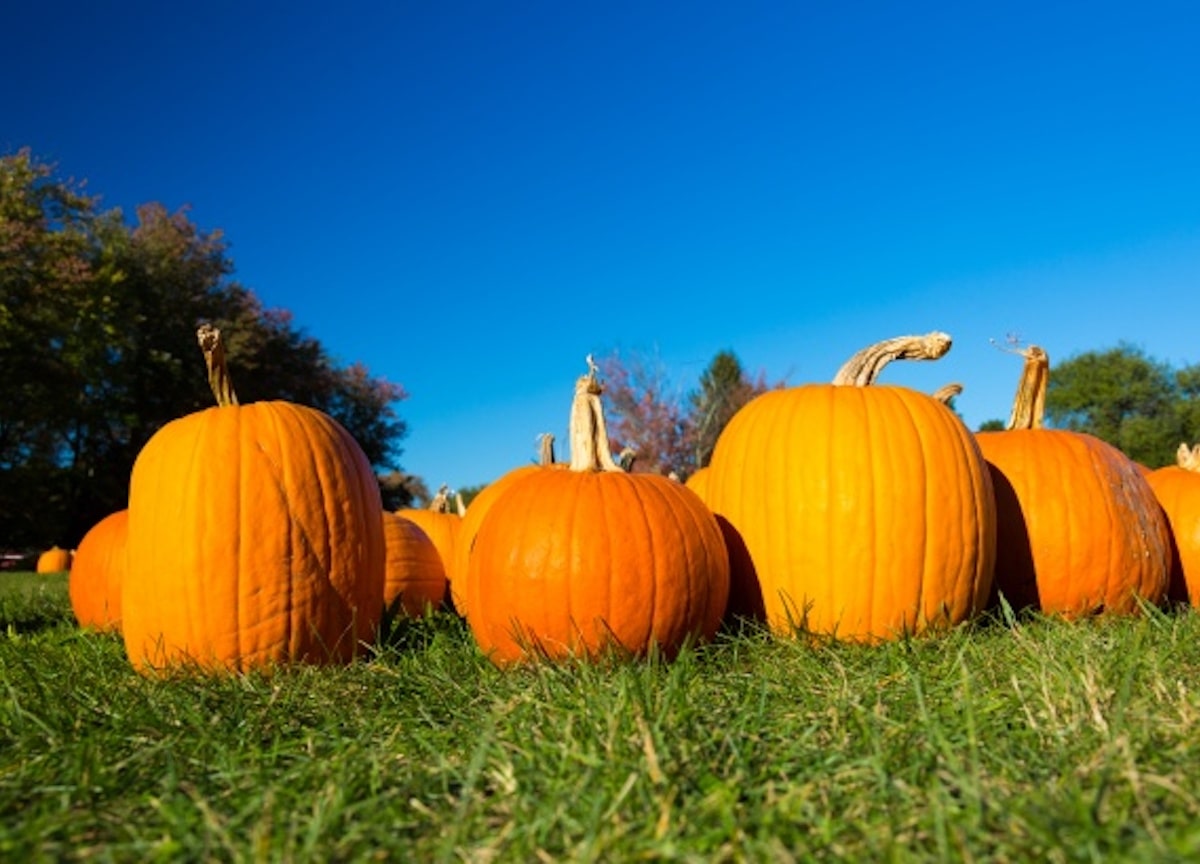 A Pumpkin Patch on an Autum Day