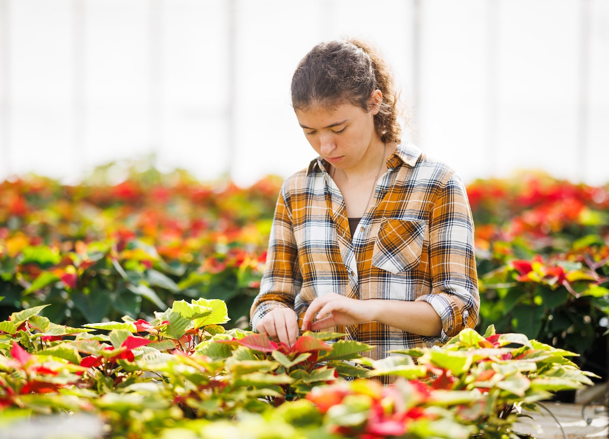 Cal Poly Student working at Annual Poinsettia Sale