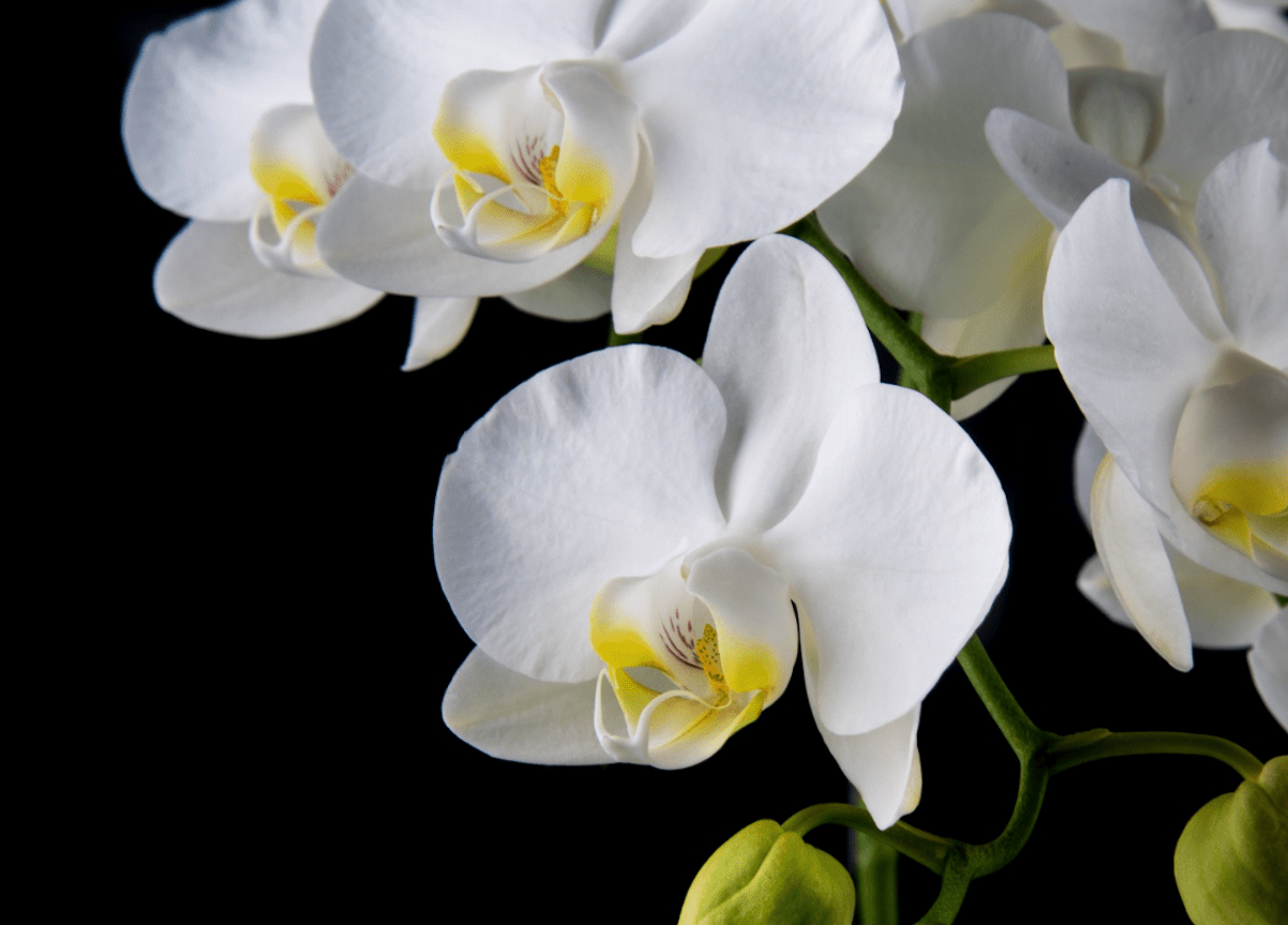 White orchids against a black background