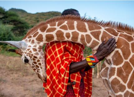 Giraffe embracing brightly dressed man.